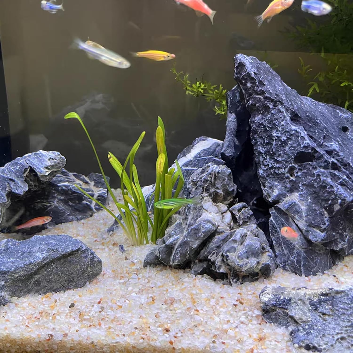 5lb Aquarium Silica Sand 0.4-0 - Aquarium Planted Sand incelemesi ve fiyatı