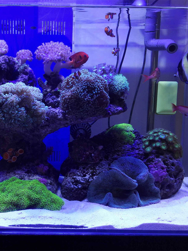 White Aquarium Sand Bot Decora - Aquarium Sand White incelemesi ve fiyatı