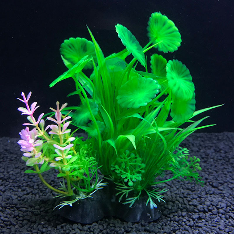 Aquarium decoration a variety  - Aquarium Plant Varieties incelemesi ve fiyatı