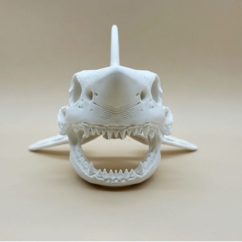 3D Printing Shark Skull Skelet - Aquarium Sand White incelemesi ve fiyatı