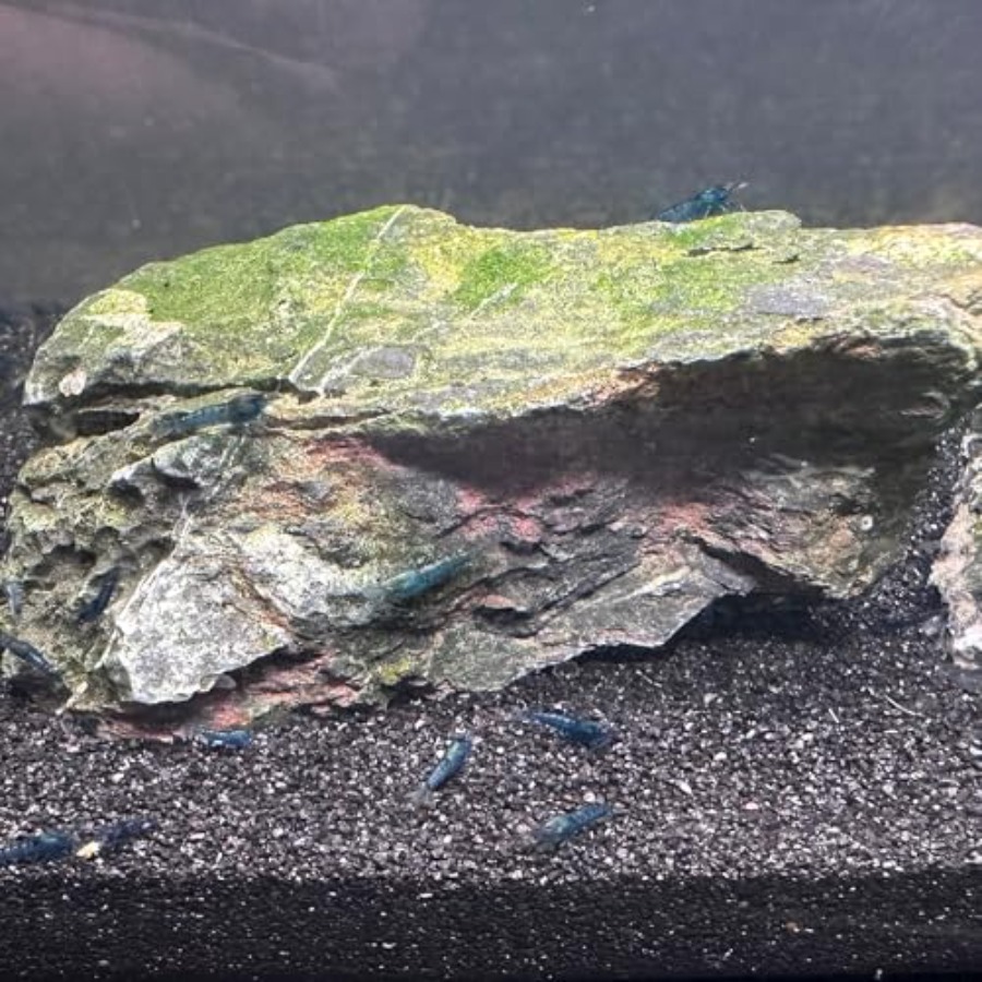 Aquarium Sand, 0 Fish Tank San - Aquarium Planted Sand incelemesi ve fiyatı