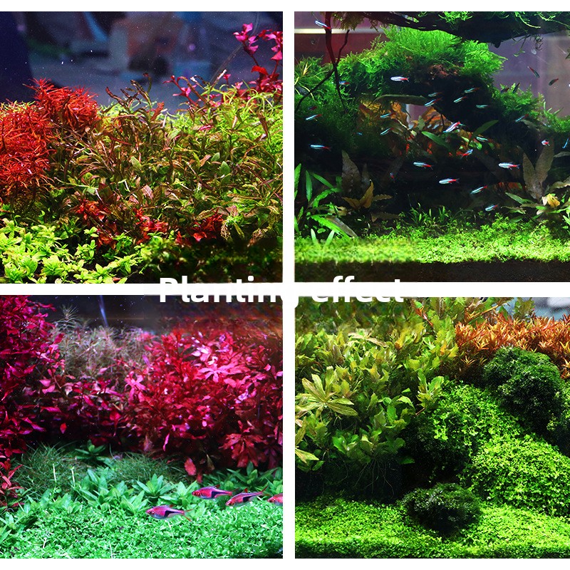 SYSENCIAGA Planted Aquarium Su - Aquarium Planted Sand incelemesi ve fiyatı