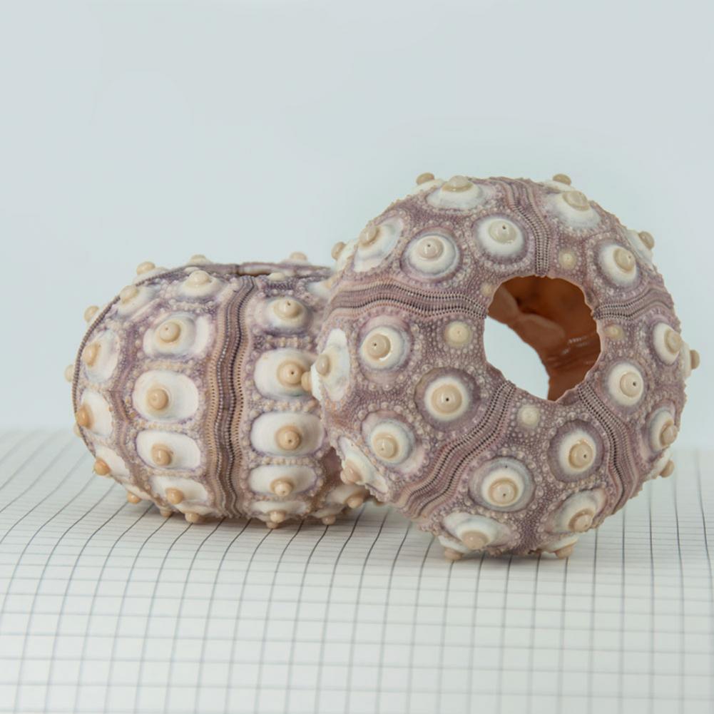 5cm-6cm Sea Shell Conch Orname - Planted Aquarium Air Stone incelemesi ve fiyatı
