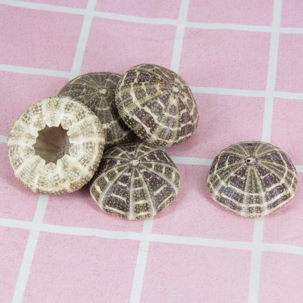 5cm-6cm Sea Shell Conch Orname - Planted Aquarium Air Stone incelemesi ve fiyatı