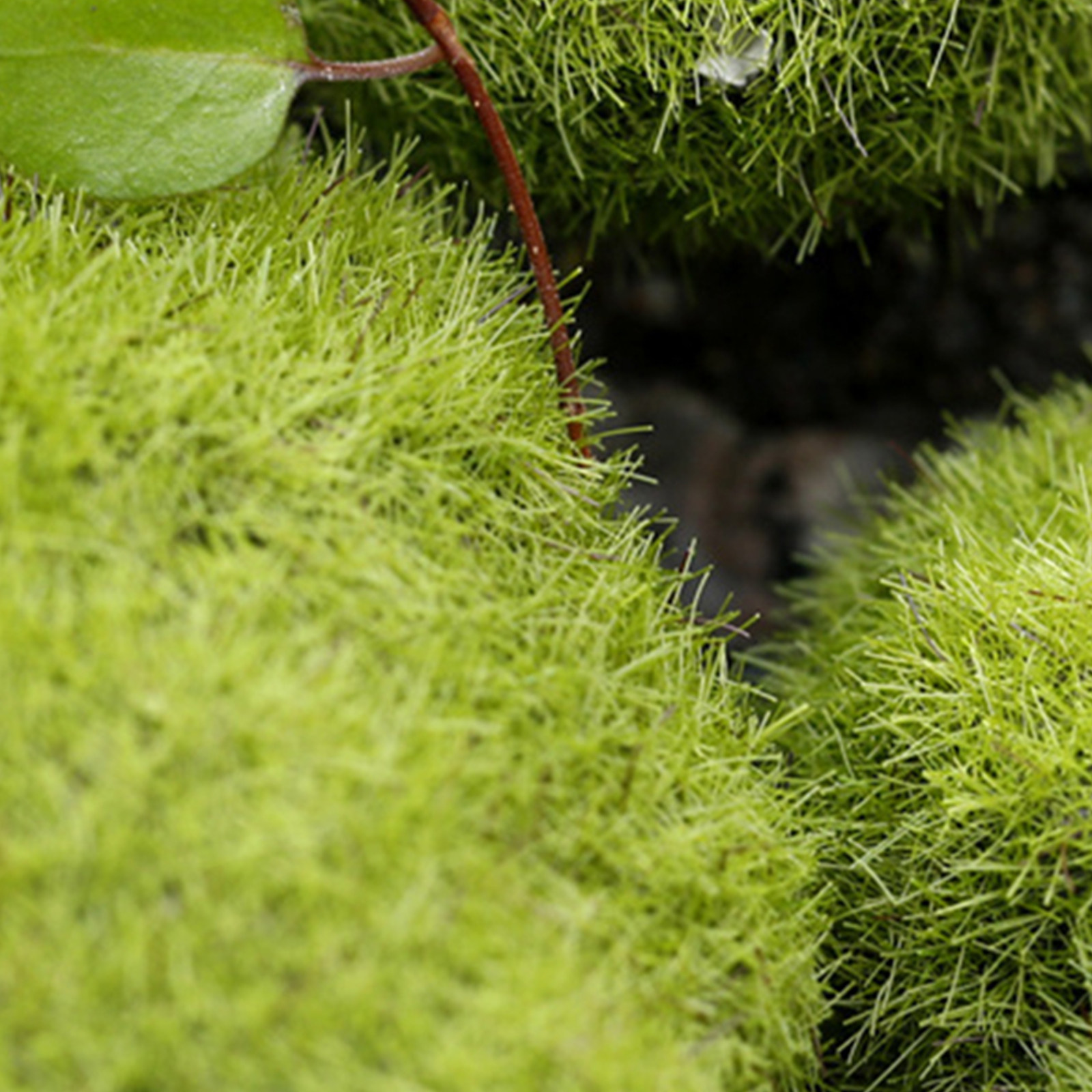 5Pcs Artificial Moss Stones Li - Planted Aquarium With Rocks incelemesi ve fiyatı