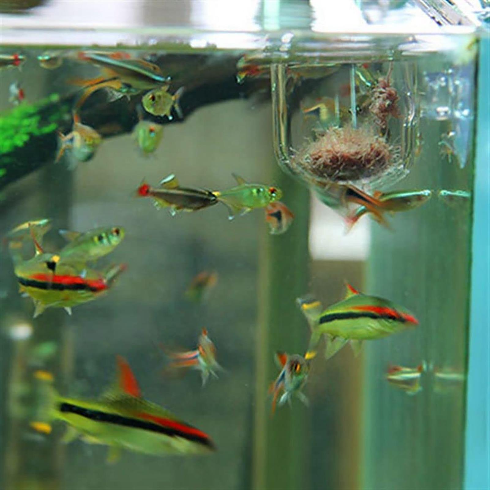 Plant Holder for Fish Tank Cle - Aquarium Plant Utensils incelemesi ve fiyatı