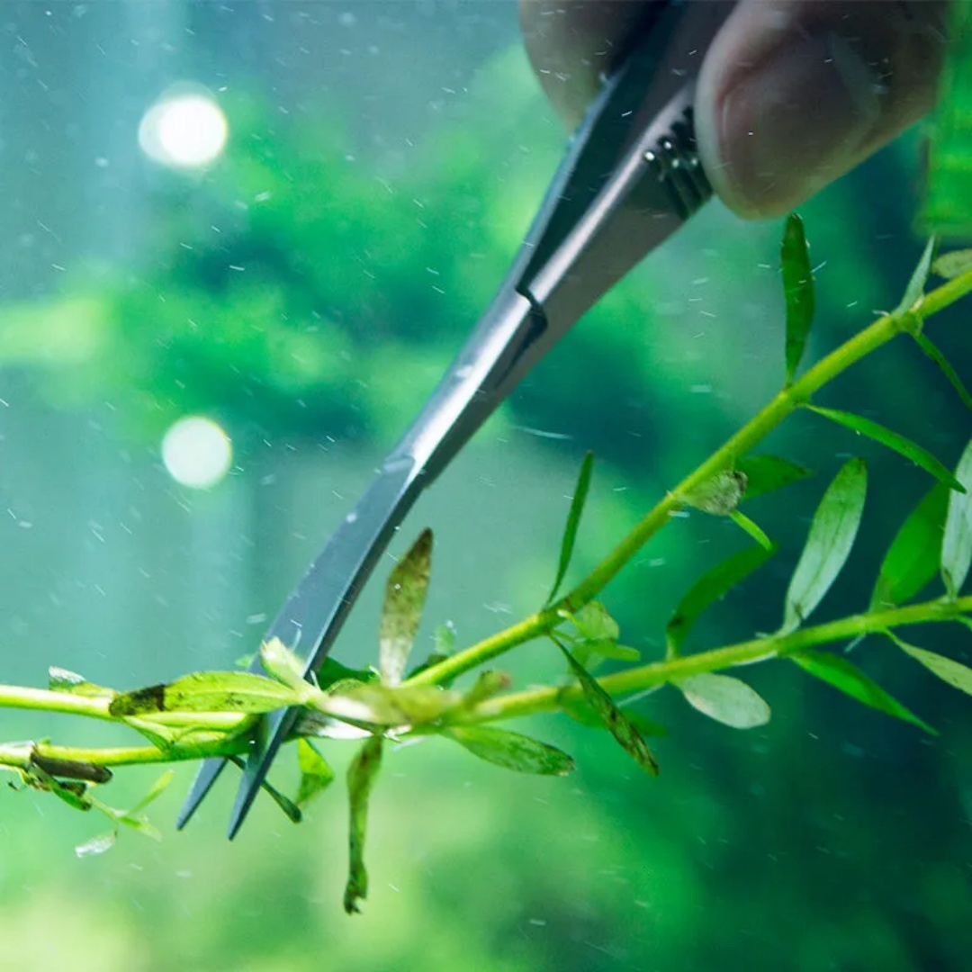 Curved Straight Spring Scissor - Aquarium Plant Utensils incelemesi ve fiyatı